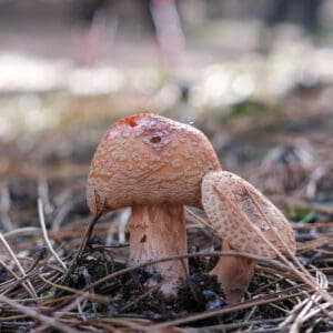 paddenstoelen zoeken in Noord-Holland